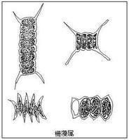 柵列藻 柵列藻