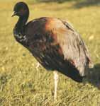 灰翅喇叭鳥 灰翅喇叭鳥