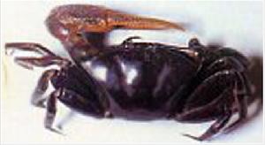 擬屠氏招潮蟹(圖2)