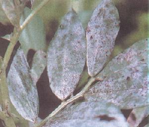 蠶豆染色病毒 蠶豆染色病毒