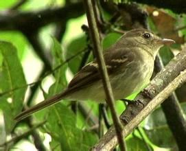 南美紋霸鶲 南美紋霸鶲