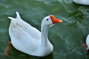 開江白鵝 開江白鵝