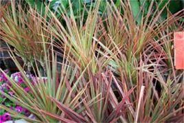 紅邊千年木 紅邊千年木