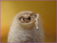 從蠶繭剛出來的蠶蛾