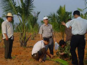 （圖）椰心葉甲的防治措施
