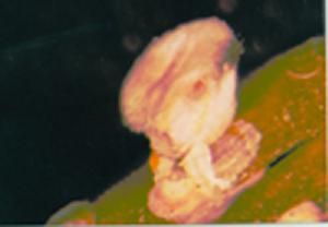 椰子致死黃化類菌原體