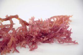 皺紋厚絲珊瑚 皺紋厚絲珊瑚