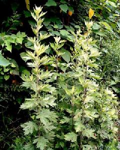 芳香植物 芳香植物