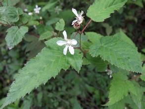 金佛山懸鉤子 金佛山懸鉤子