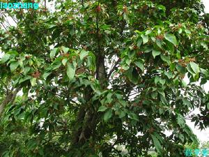 二氫蘋婆酸 二氫蘋婆酸