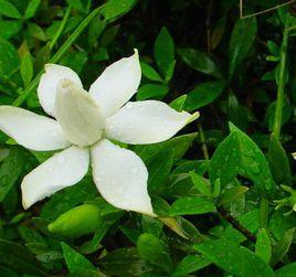 小葉梔子 小葉梔子