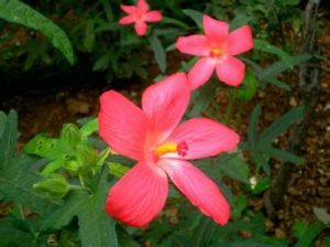 五指山參 五指山參