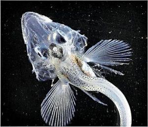 旋杜父魚 旋杜父魚