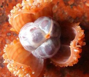 長泰砂仁 長泰砂仁