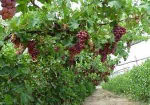 玉泉營葡萄莊園