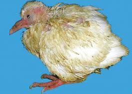 禽念珠菌病 禽念珠菌病