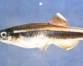 白雲金絲 白雲金絲