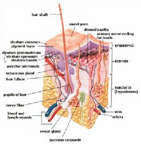 帕西尼安小球 帕西尼安小球
