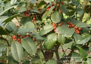 大別山冬青 大別山冬青
