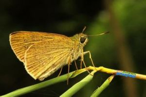 黑標孔弄蝶 黑標孔弄蝶