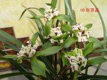 10年飛天鳳凰開品