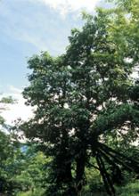 生長在峨眉山萬年寺的千年古茶樹