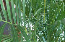 鳳尾竹[簕竹屬孝順竹的變種]