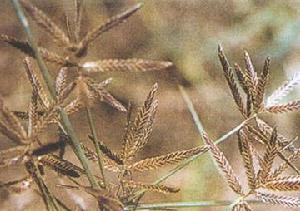 球穗扁莎草 球穗扁莎草