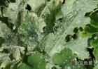 西葫蘆白粉病 西葫蘆白粉病