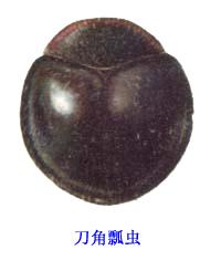 刀角瓢蟲 刀角瓢蟲