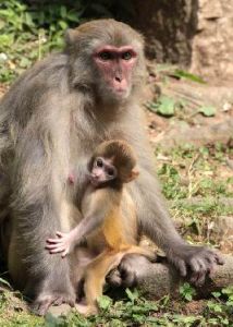 藍田偉猴 藍田偉猴