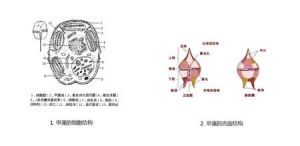 原甲藻目 原甲藻目