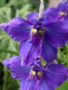 房山翠雀 房山翠雀