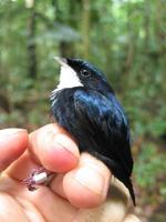 白喉嬌鶲 白喉嬌鶲