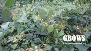 漸尖葉鹿藿 漸尖葉鹿藿