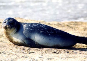 裏海海豹