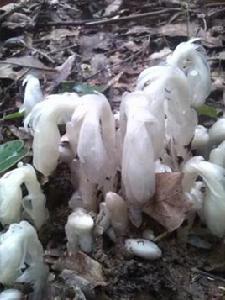 毛花假水晶蘭 毛花假水晶蘭