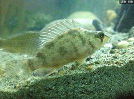暗鱖 暗鱖