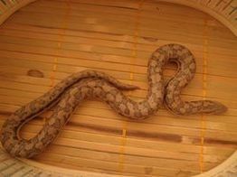 東方沙蟒 東方沙蟒