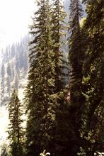 松鳴岩國家森林公園