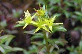 鈍葉扭口蘚 鈍葉扭口蘚