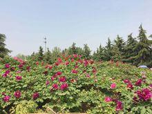 洛陽神州牡丹園