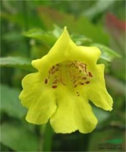 尼泊爾溝酸漿 尼泊爾溝酸漿