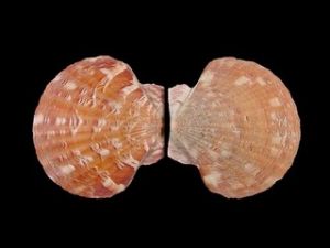 美麗扇貝 美麗扇貝