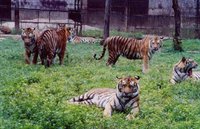 熊虎山莊的老虎