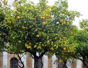橘樹[芸香科植物名]