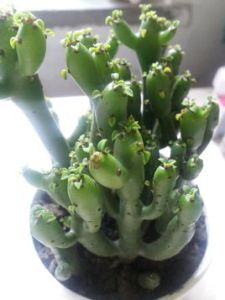 印度輪葉戟 印度輪葉戟