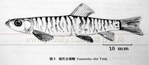 撫仙四須䰾 撫仙四須䰾