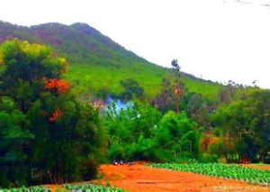 法古苴村 法古苴村