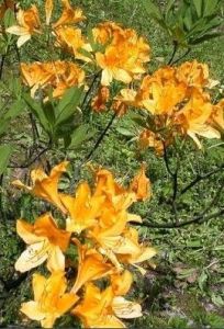 杜鵑花屬 杜鵑花屬